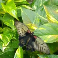 Живая бабочка в январе в музее бабочек "Миндо". :: Светлана Калмыкова