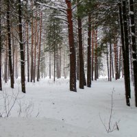 Зима в смешанном лесу. :: Мила Бовкун