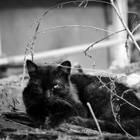 Чёрный кот. :: Евгений Королёв