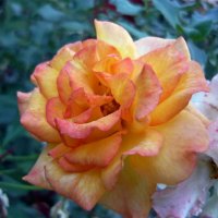 Розы всегда прекрасны! :: Вера Щукина