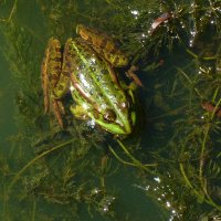 Зеленая лягушка в своей стихии... :: Лидия Бараблина