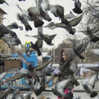 Уже в который раз о городских голубях и людях :: Александр Степовой 