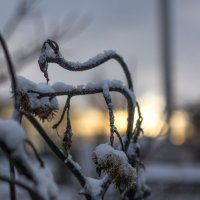 Зимний день :: nmorozow 