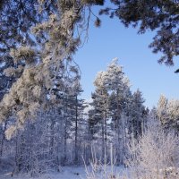 В лесу :: Наталия Григорьева