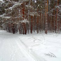 Зима в лесу. :: Мила Бовкун