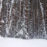 Ёлки-палки, снежный лес! :: Вера Литвинова