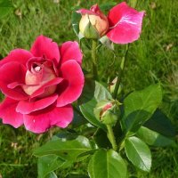 Летние розы :: Лидия Бусурина
