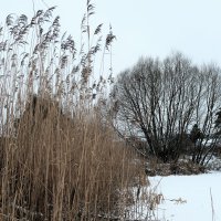 Что то похожее на начало зимы в подмосковье :: Вадим 