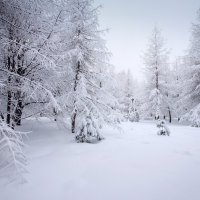 После снегопада :: Наталья Лакомова