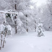 Зима в Кусково :: Наталья Лакомова