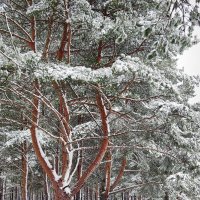 В сосновом лесу, после метели :: Николай Белавин