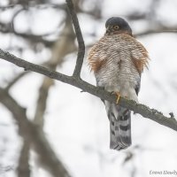 Перепелятник :: Елена Швыдун