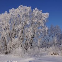 Заиндевело :: Наталия Григорьева