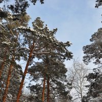 В зимнем лесу :: Людмила Ковалева