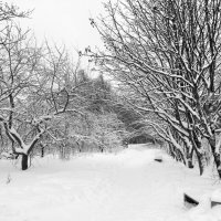 Яблони в снегу :: Татьяна 