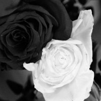 Black and white :: Елена Елена