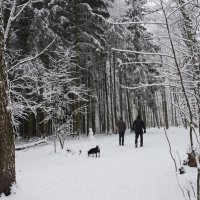 Снег выпал в январе... :: Владимир Безбородов