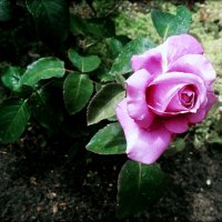 осенняя роза :: Любовь 