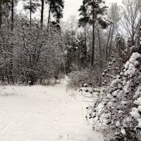 После снегопада :: Милешкин Владимир Алексеевич 