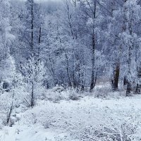 Зимний лес :: Varvara 