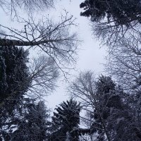 Зимний лес :: Александра павловская