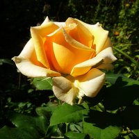 Нас розы нежный аромат манит в мечтательные дали... :: Лидия Бараблина