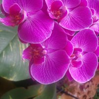 Орхидея в парке Утопия :: Герович Лилия 