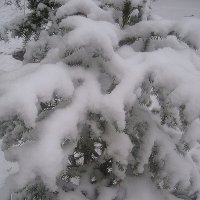 Да будет снег! :: Елена Семигина