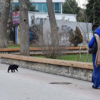 Черная кошка перешла дорожку, :: Татьяна Помогалова