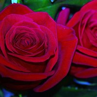 Красные розы. :: Штрек Надежда 
