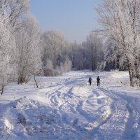 С лыжами в лес :: Наталия Григорьева