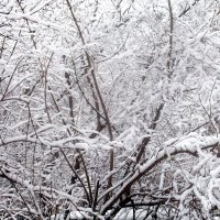 Первый снег этой зимы :: Александр Чеботарь