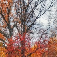 Осенний градиент. :: Анастасия Самигуллина