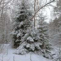 зимний лес :: Светлана 