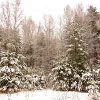 После снегопада :: Андрей Снегерёв