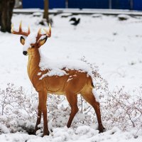 В городском парке :: Игорь Сикорский