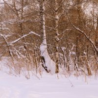 Снежный январь :: Татьяна Лютаева