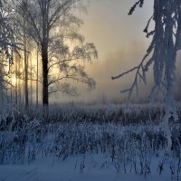 А лес стоит загадочный... :: Геннадий Ячменев