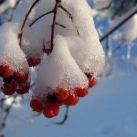 Красив рябиновый подарок ледяного декабря!... :: Лидия Бараблина