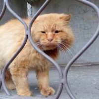про рыжих котов 4 :: Александр Прокудин