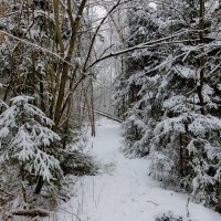лес в снегу :: Светлана 