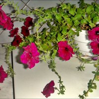 Комнатные цветы - радость в доме :: Нина Корешкова