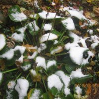 Цветы в снегу :: Maikl Smit