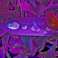 Setcreasea purpurea :: Raduzka (Надежда Веркина)