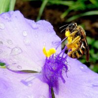 Трудная балансировка пчелы на тычинках традесканции после дождя... :: Лидия Бараблина