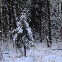 Зимний лес :: Маргарита Батырева