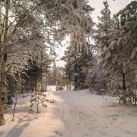 Зимние прогулки :: Оксана Галлямова