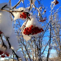 Красив зимний день с красной рябиной в снегу!... :: Лидия Бараблина