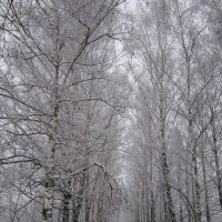 Берёзы под снегом :: Дмитрий Никитин