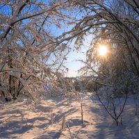 Мороз и солнце :: владимир тимошенко 